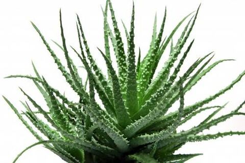 Aloe vera en Men's Defence